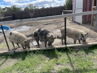 Australian Miniature Pigs Born MAY 2021 and Piglet Born MAR 2022