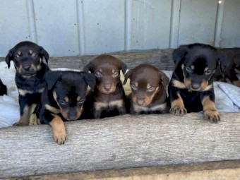 Beautiful kelpie puppies 