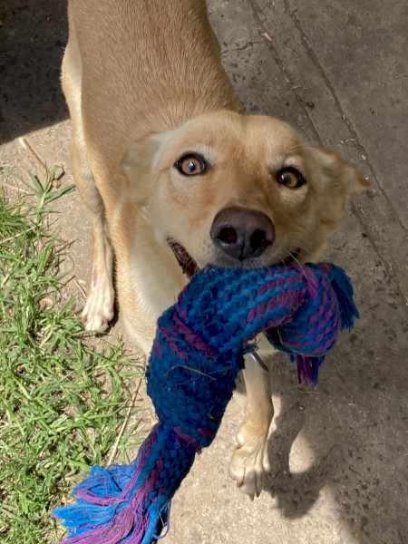 Kelpie for Rehoming