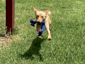 Kelpie for Rehoming