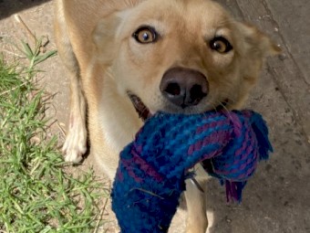 Kelpie for Rehoming
