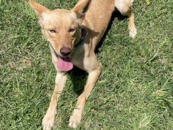 Kelpie for Rehoming