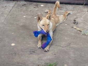 Kelpie for Rehoming