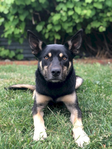 Kelpie