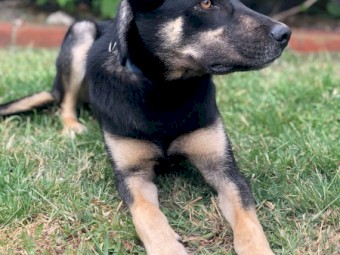 Kelpie