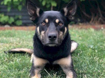 Kelpie