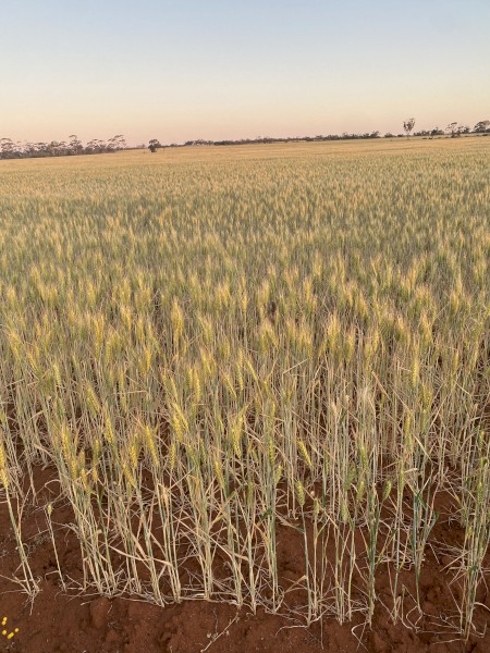 Organic Scepter Wheat