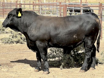 Killara Rise Simmental Bulls