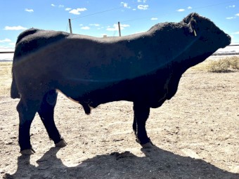 Killara Rise Simmental Bulls