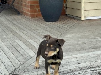 Kelpie Pup