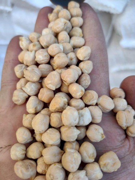 WANTED Kabuli Chickpeas 8mm & 9mm