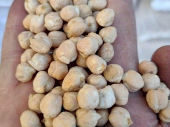 WANTED Kabuli Chickpeas 8mm & 9mm