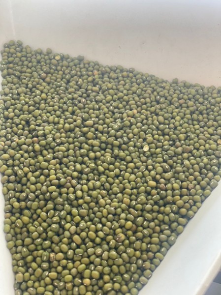 WANTED Green Mung Bean 3.5mm up