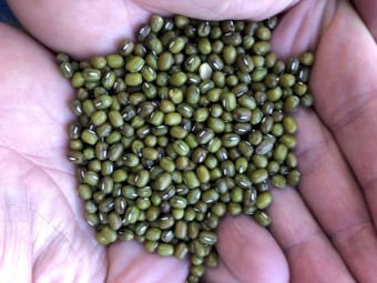 WANTED Green Mung Bean 3.5mm up