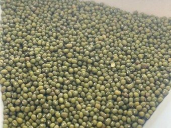 WANTED Green Mung Bean 3.5mm up