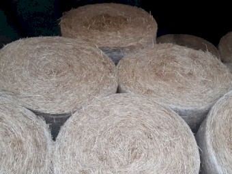 Pasture Hay - Round Bales