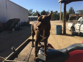 2014 Red Kelpie