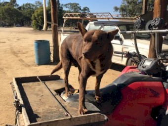 2014 Red Kelpie