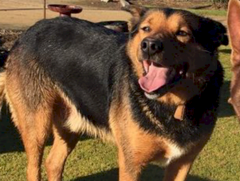 2010 dog 