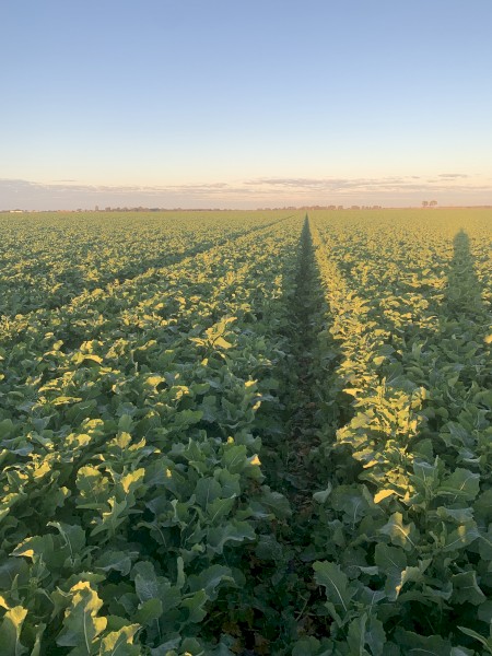 Bonito Canola Seed 