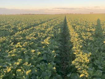 Bonito Canola Seed 