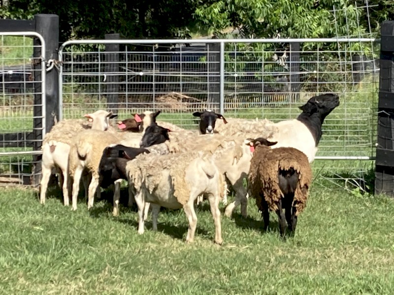 Dorper sheep
