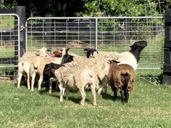 Dorper sheep
