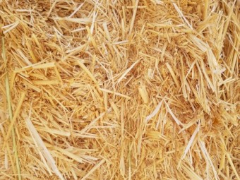 Header trails wheat straw. Bright straw no rain.
