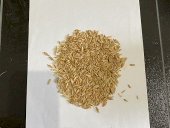 Eurabbie seed oats