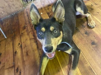 Kelpie Working Pup