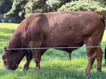South Devon Pedigree Polled Bull 3 years old