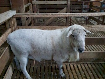 2 Australian White Rams