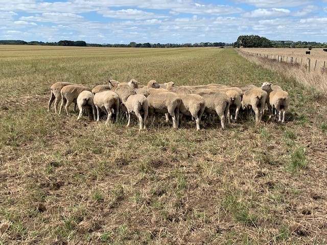 1st X Ewes - Joined -1.5 yr old 