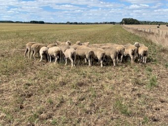 1st X Ewes - Joined -1.5 yr old 
