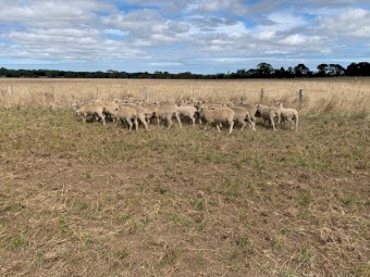 1st X Ewes - Joined -1.5 yr old 