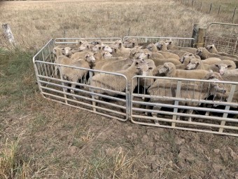 1st X Ewes - Joined -1.5 yr old 
