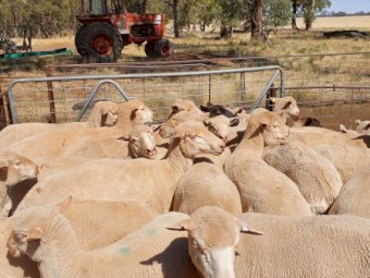 200 merino x Dorset ewes