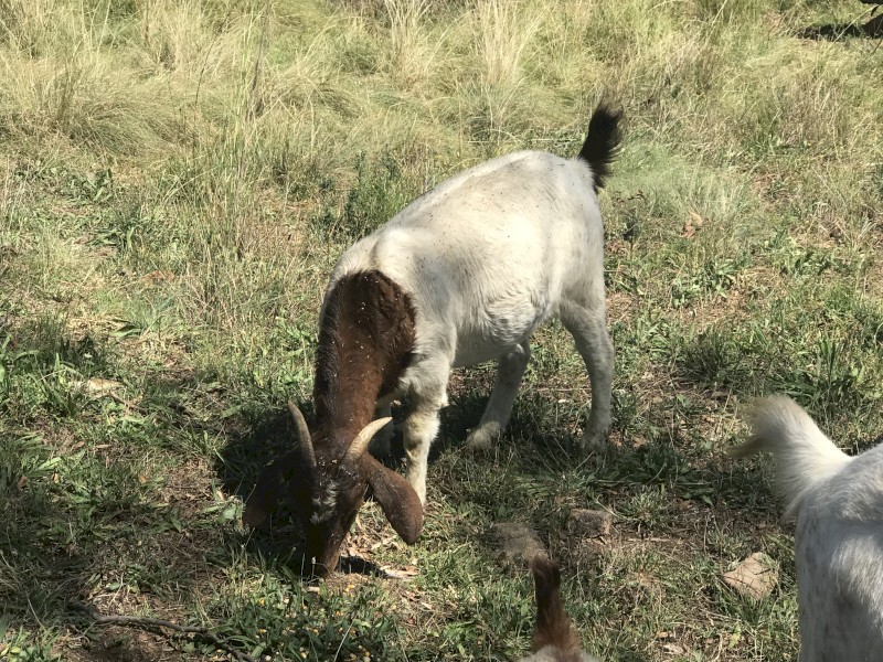 Small Goat Herd