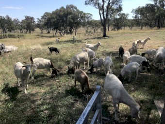 Small Goat Herd