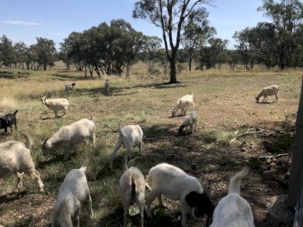 Small Goat Herd