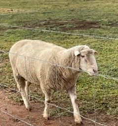 Dorset Rams 