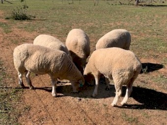 Dorset Rams 