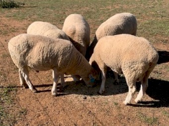 Dorset Rams 