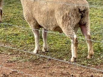 Dorset Rams 