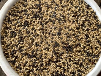 Vetch/Barley