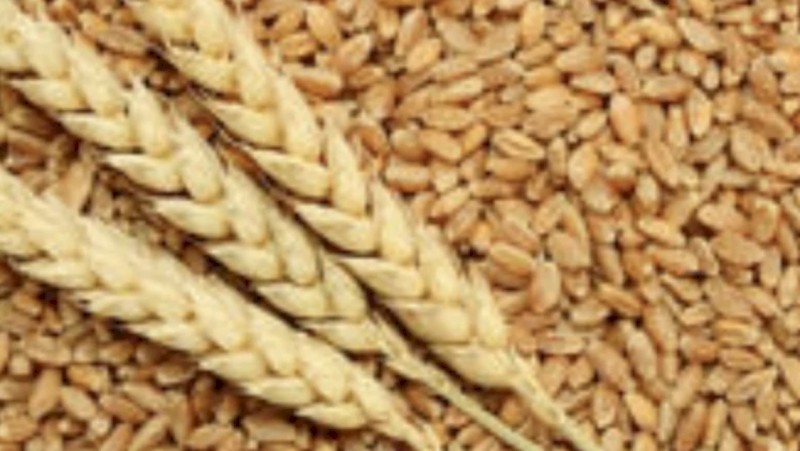100mt Lancer Wheat Seed