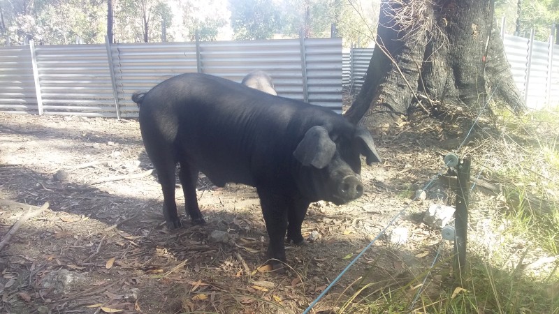 Purebred English Large Black Boars
