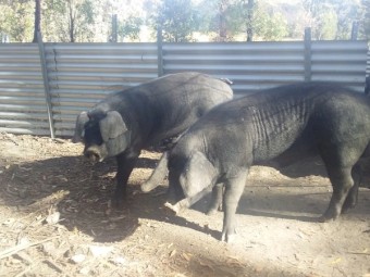 Purebred English Large Black Boars