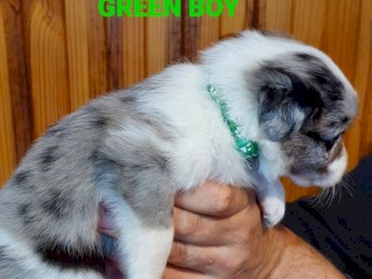 Border Collie Puppies
