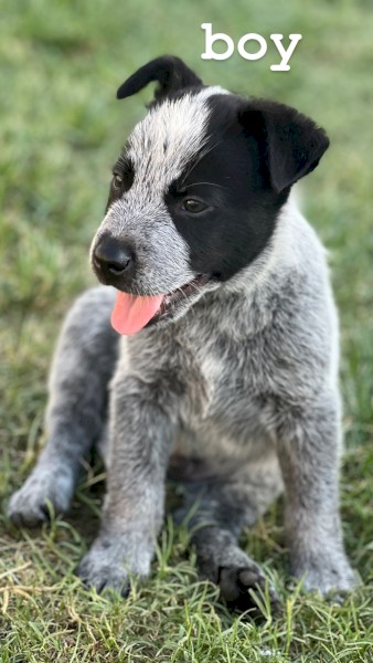 Cattle dog puppies 